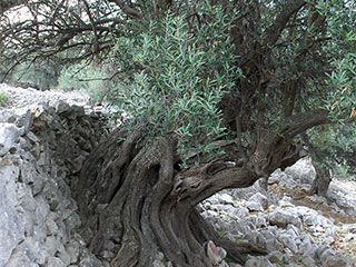 Olive groves of Lun