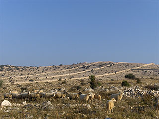 Olive groves of Lun